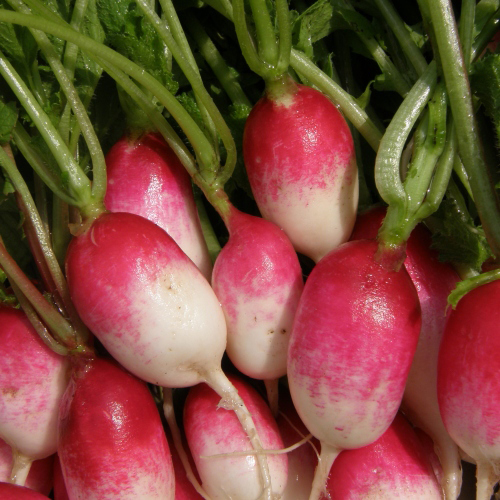 Radis Petit Déjeuner Français - Bio - Jardins de l'écoumène