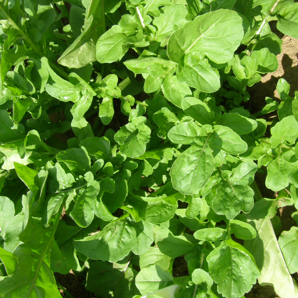 Sacs de plantation pour légumes de Haxnicks - Jardins de l'écoumène