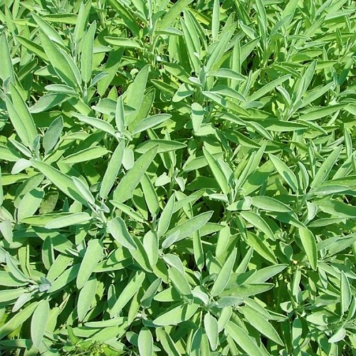 Récolte et conservation de la sauge officinale