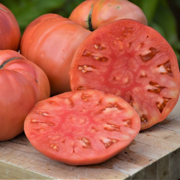 Tomate beefsteak Dester - Bio – Image 2