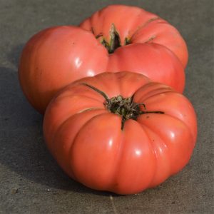 Tomate Italienne (type Beefsteak) Bio - La Boîte à Graines