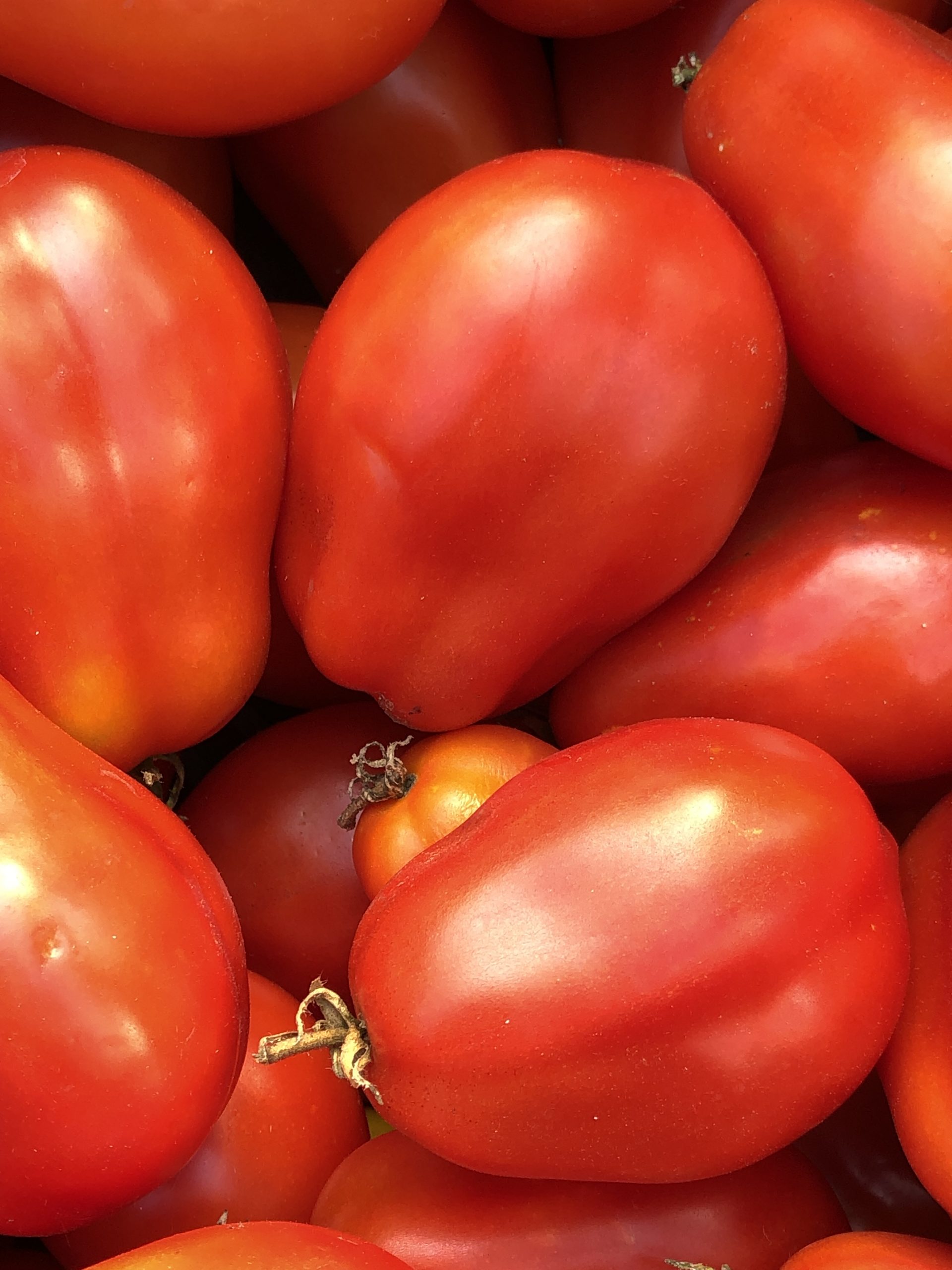 Tomate Italienne (type Beefsteak) Bio - La Boîte à Graines