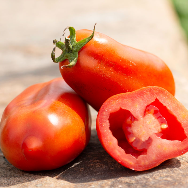 Tomate italienne San Marzano - Bio - Jardins de l'écoumène