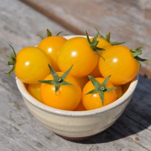 Tomate cerise Gold Nugget - Bio