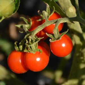 Graines de Tomate Cerise (Lycopersicon esculentum) Cerise - Zamnesia