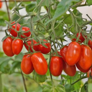 Tomate raisin Red Pearl - Bio