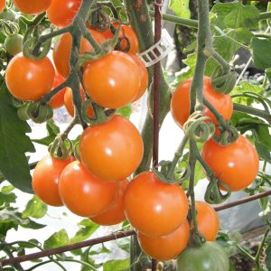 Tomate cerise Sungold - Bio