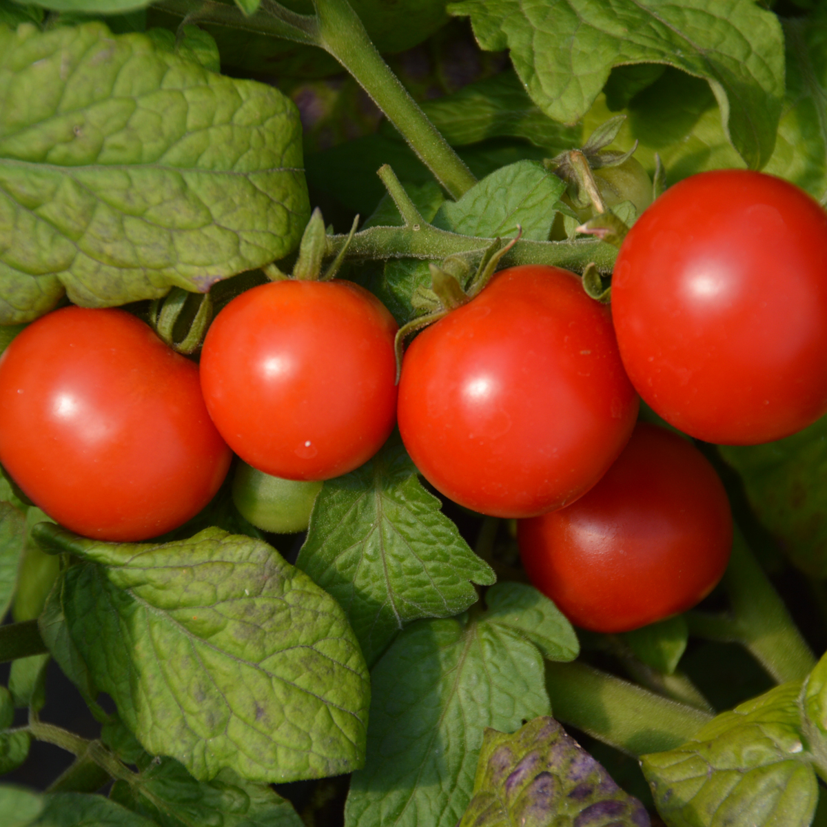 TOMATE CERISE TINY TIM, plante en ligne