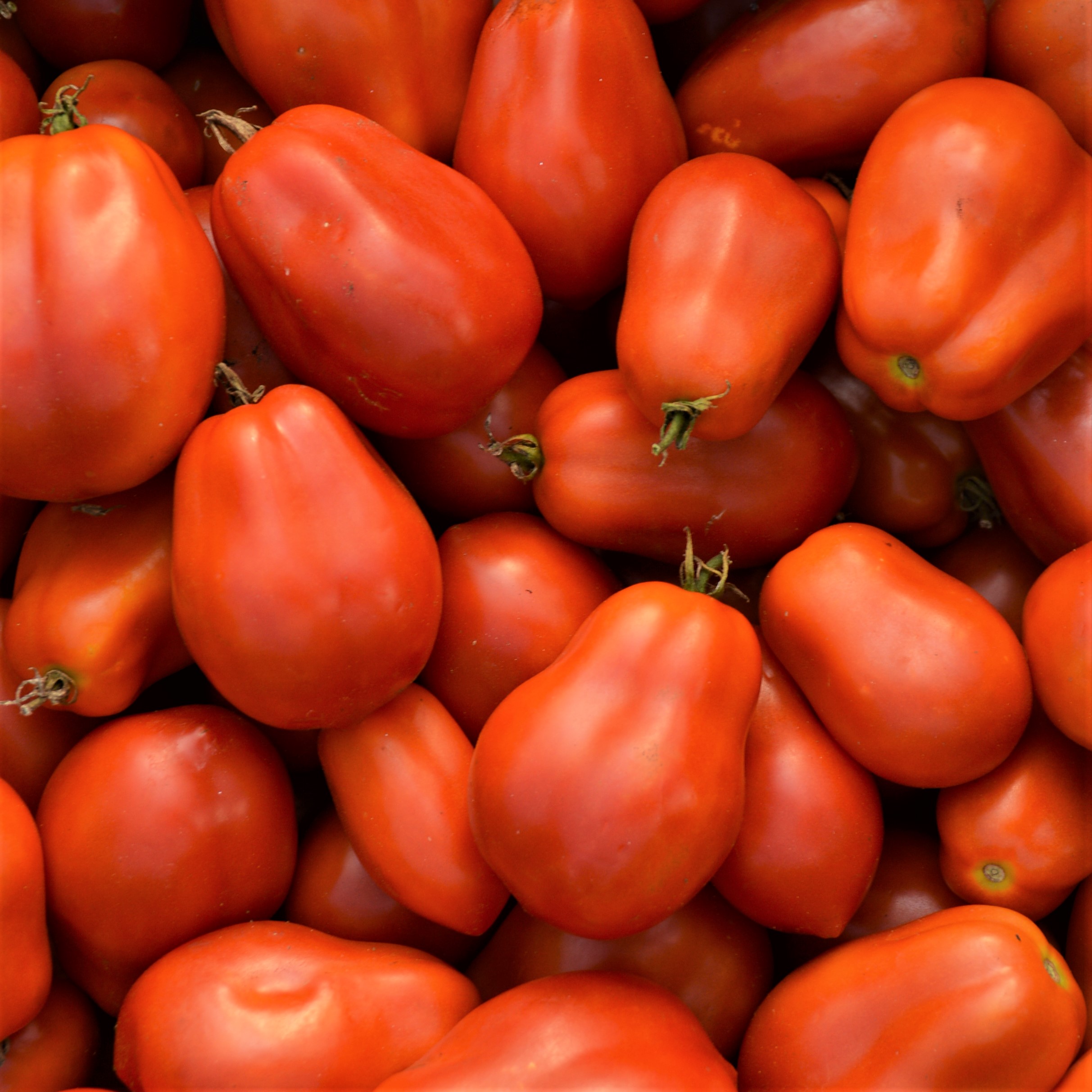 Tomate italienne Roma - Bio - Jardins de l'écoumène