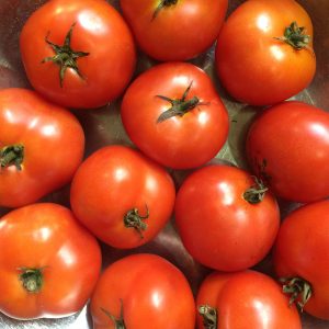 Tomate standard Czech's Bush - Bio