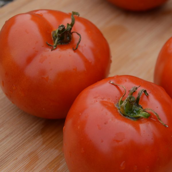 Manitoba standard tomato - Organic