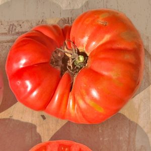 Tomate beefsteak Mémé de Beauce - Bio