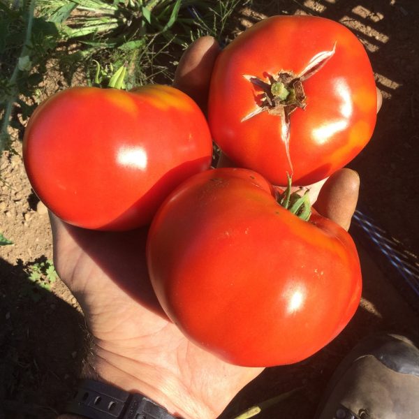 Oregon Spring Standard Tomato - Organic