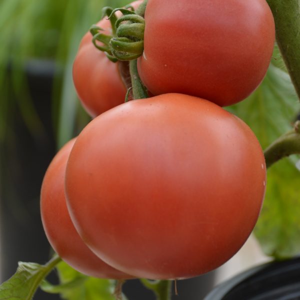 Tomate standard Rose Aimée - Bio