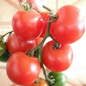Tomate standard Stupice - Bio