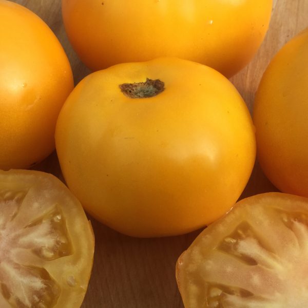 Tomate standard Taxi - Bio