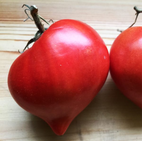 Tomate cœur de bœuf Téton de vénus - Bio