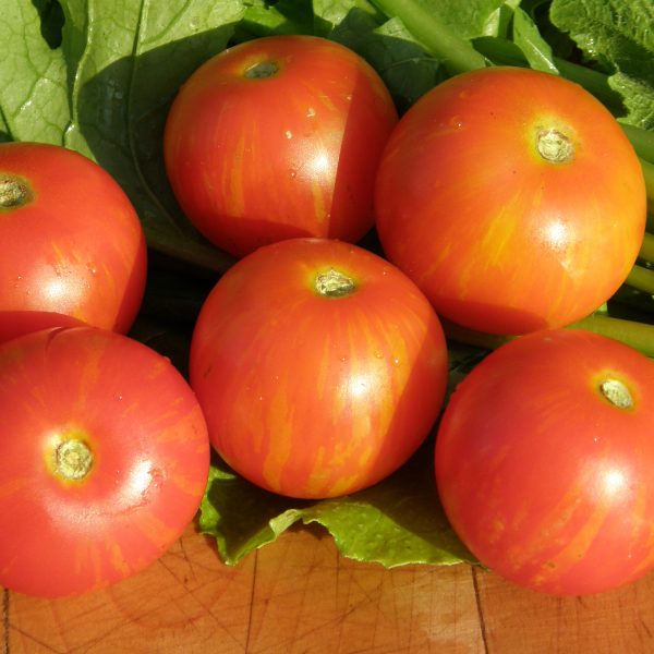 Tigerella standard tomato - Organic