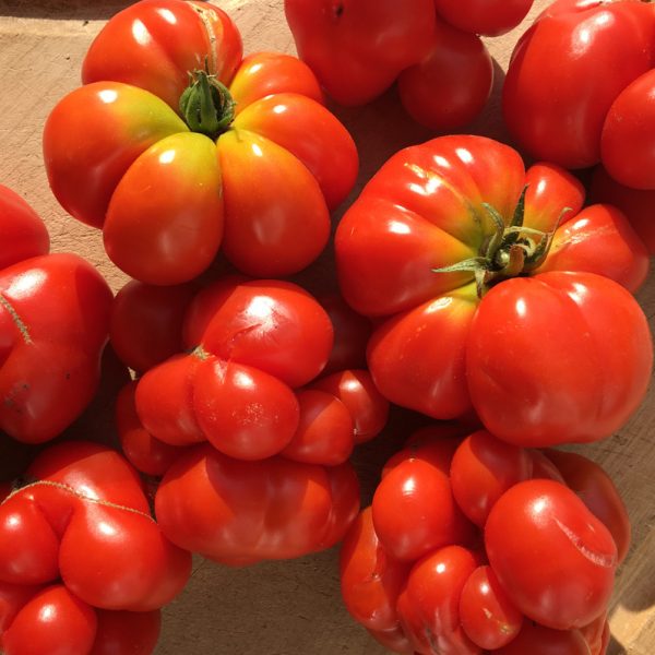 Tomate standard Voyageuse - Bio