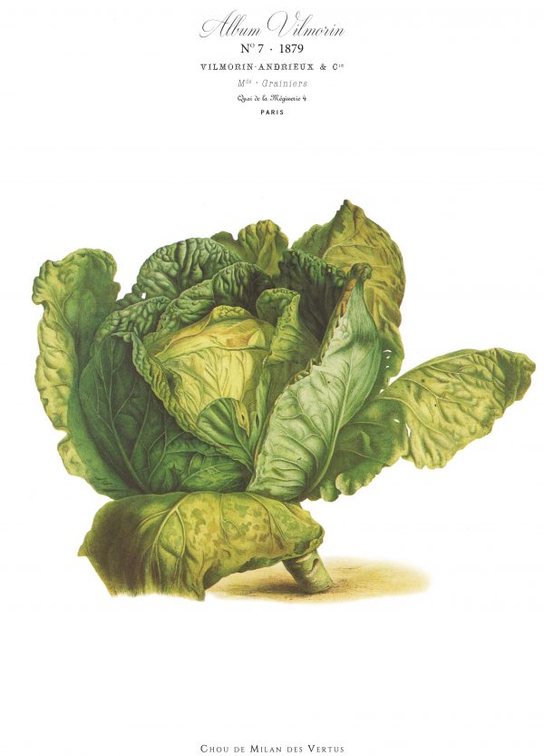 VilMorin Poster No.7