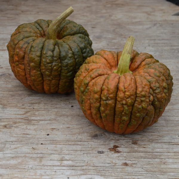 Courge Black Futsu - Bio