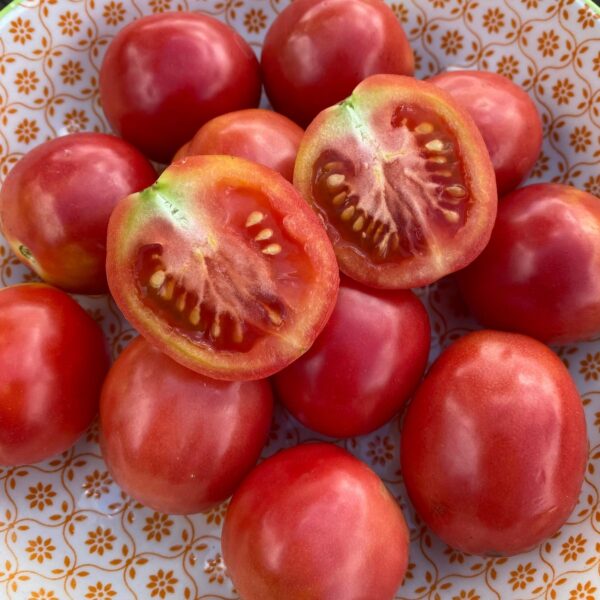 Tomate cocktail Sibérienne Rose - Bio
