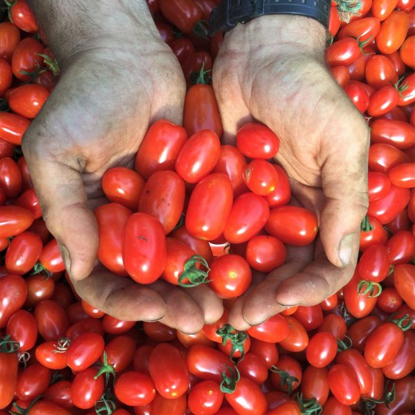Tomate raisin Red Pearl - Bio – Image 2