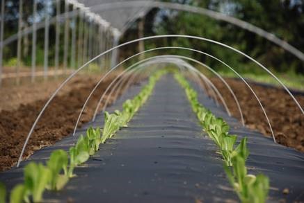 Tunnel plein champs pour potager - Boutique du jardin