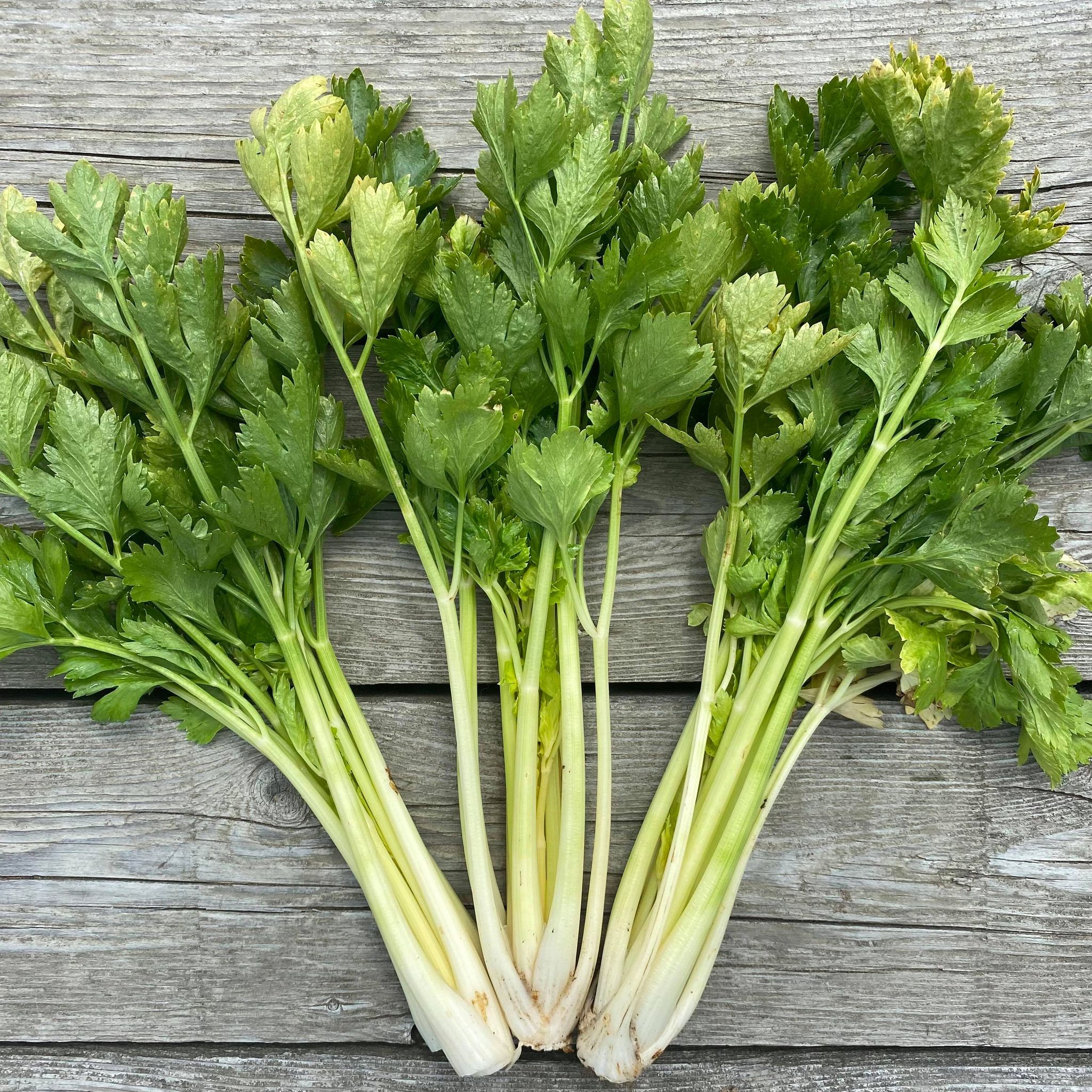 Laitue pommée Sucrine - Bio - Jardins de l'écoumène