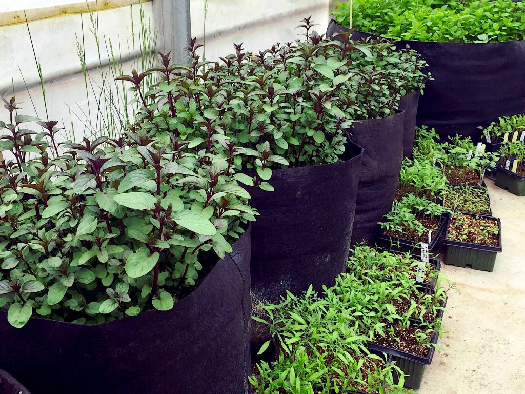 Agrotonome : ce potager composteur (terrasse et jardin) permet de cultiver  et de nourrir les plantes en même temps - NeozOne