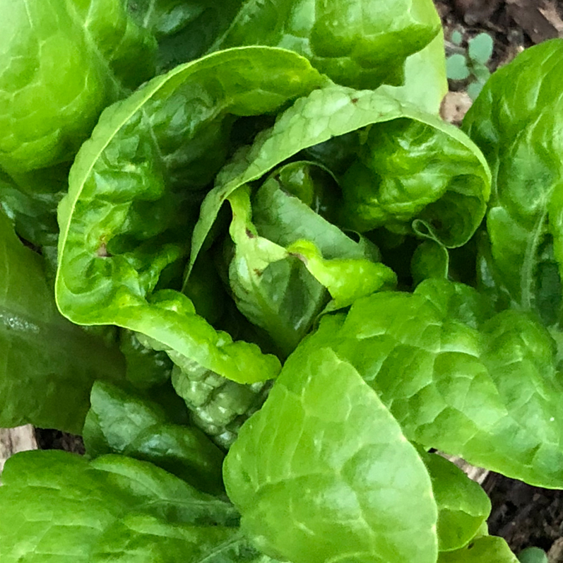 Laitue pommée Sucrine - Bio - Jardins de l'écoumène