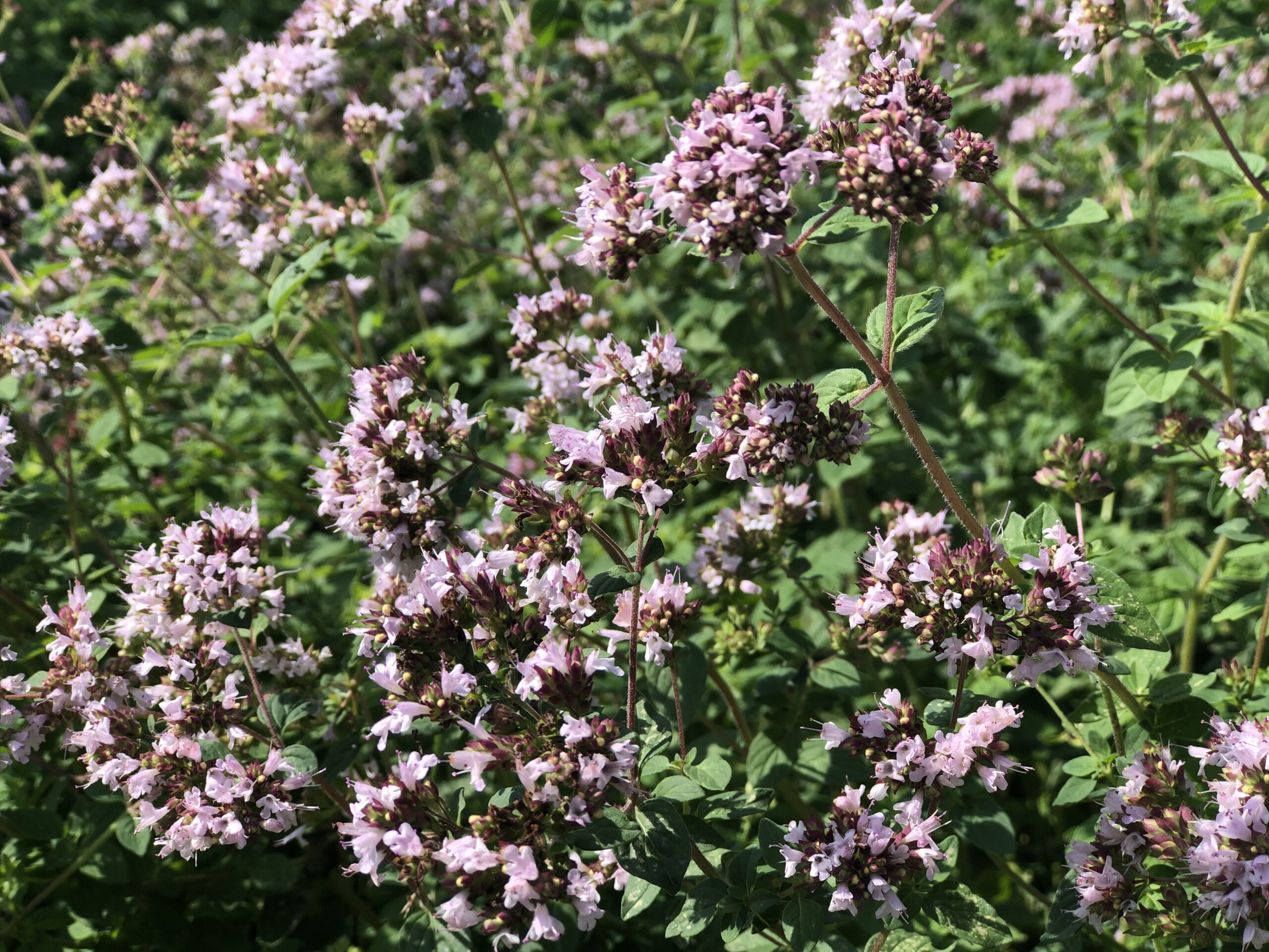 Origan commun - Bio - Jardins de l'écoumène