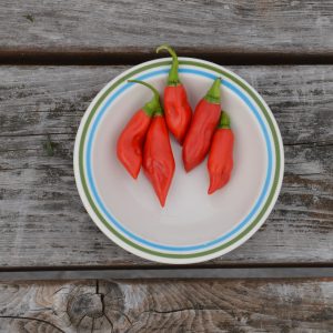 Vegetarian chili - Organic