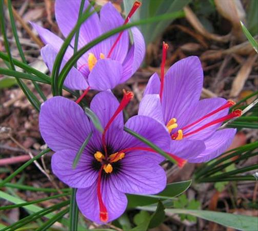 Le Safran, précieux et capricieux - Conservatoire National des Plantes