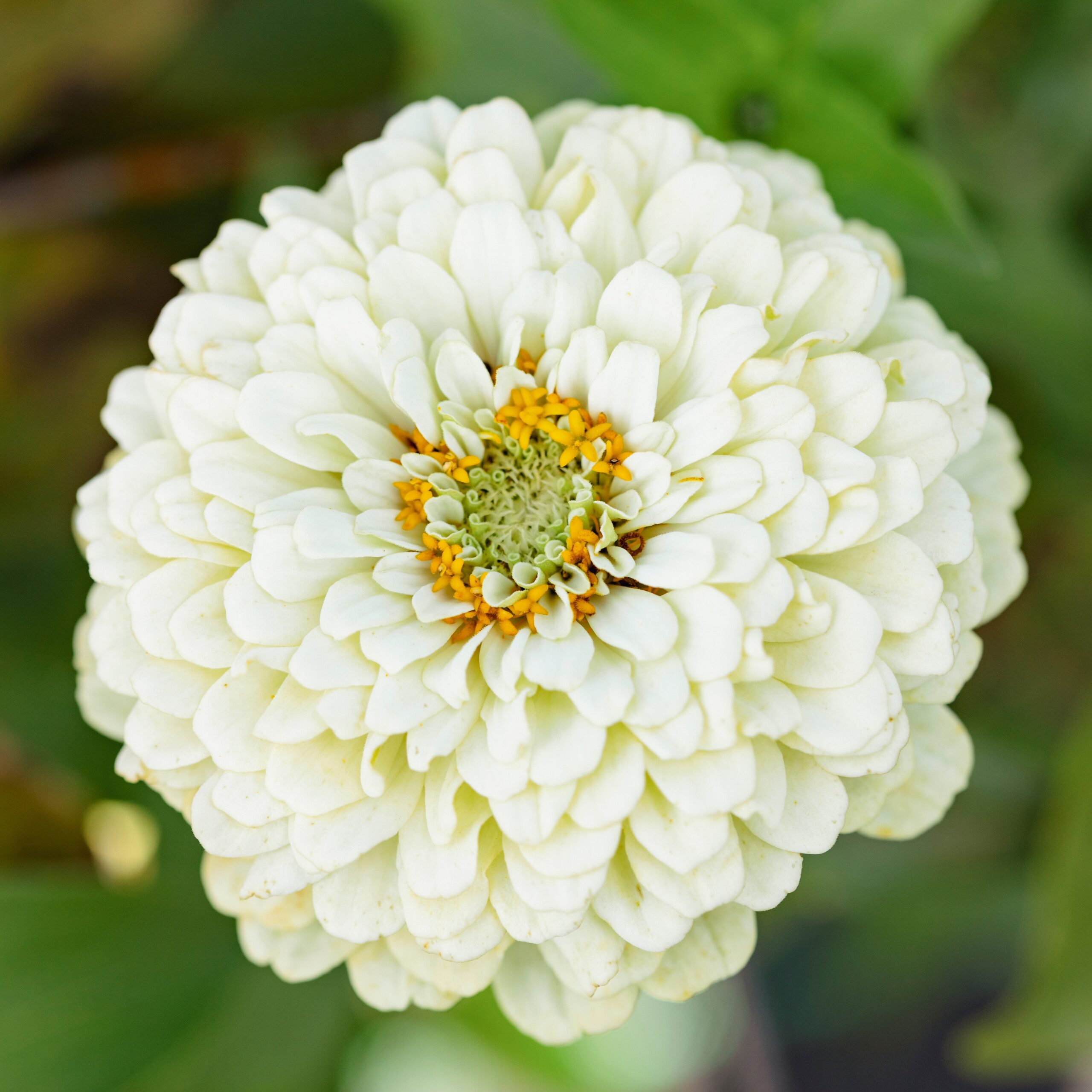 Le zinnia et sa petite couronne dorée, @ngèle