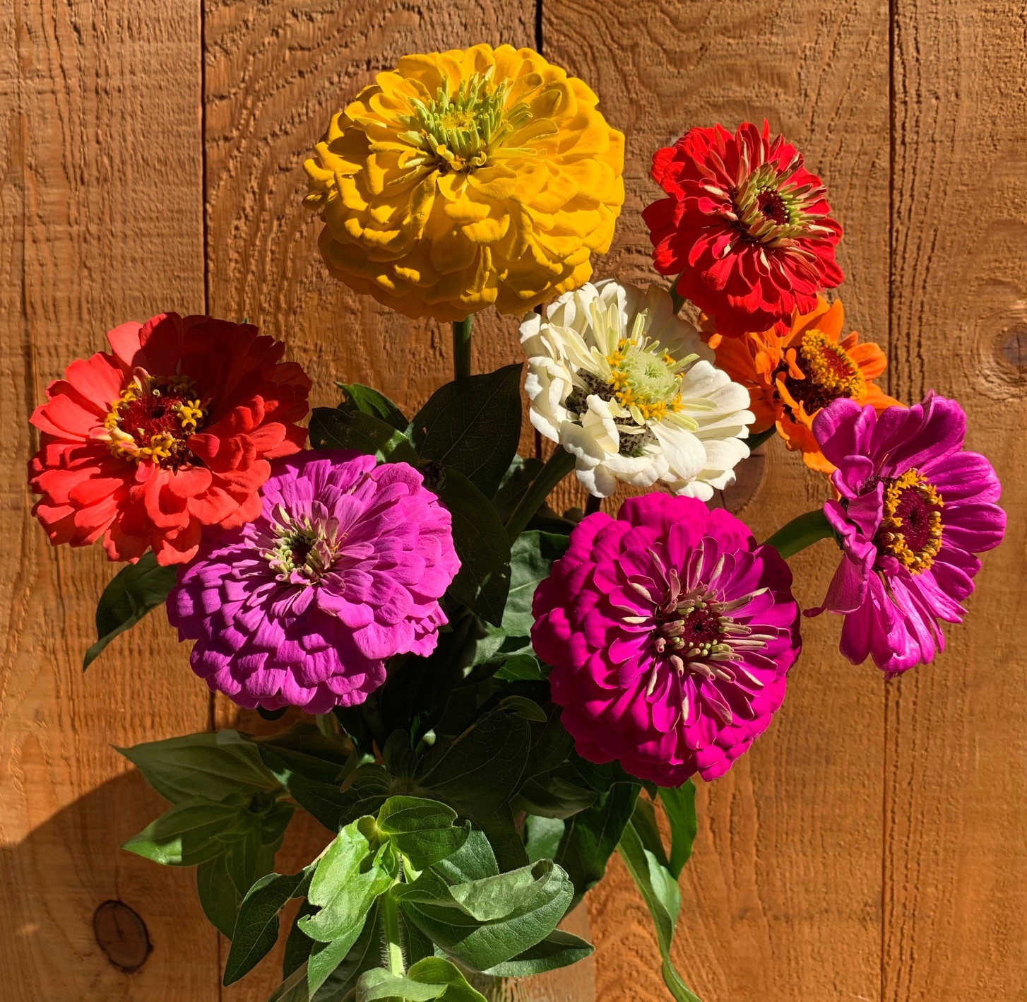 Graines de fleurs Zinnia Bio