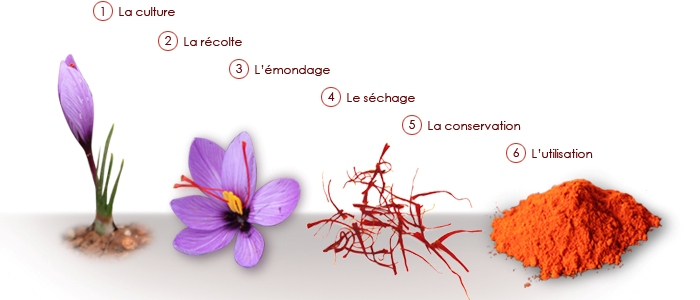 Fiche de culture : Cultivez votre propre safran (Crocus sativus)