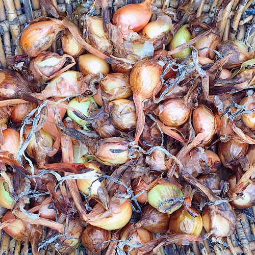 Curiosité au potager: L'oignon patate