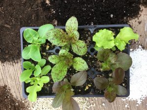 iClone Tapis chauffant pour plantes - Grow Barato