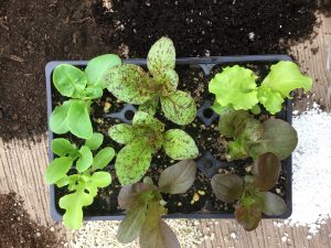 Câble chauffant Jump Start - Jardins de l'écoumène