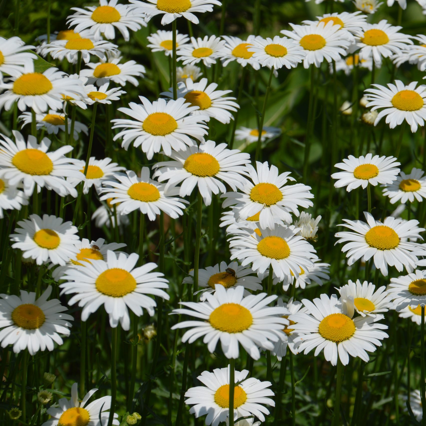 Chrysanthème des prés (Marguerite blanche) - Bio - Jardins de l'écoumène