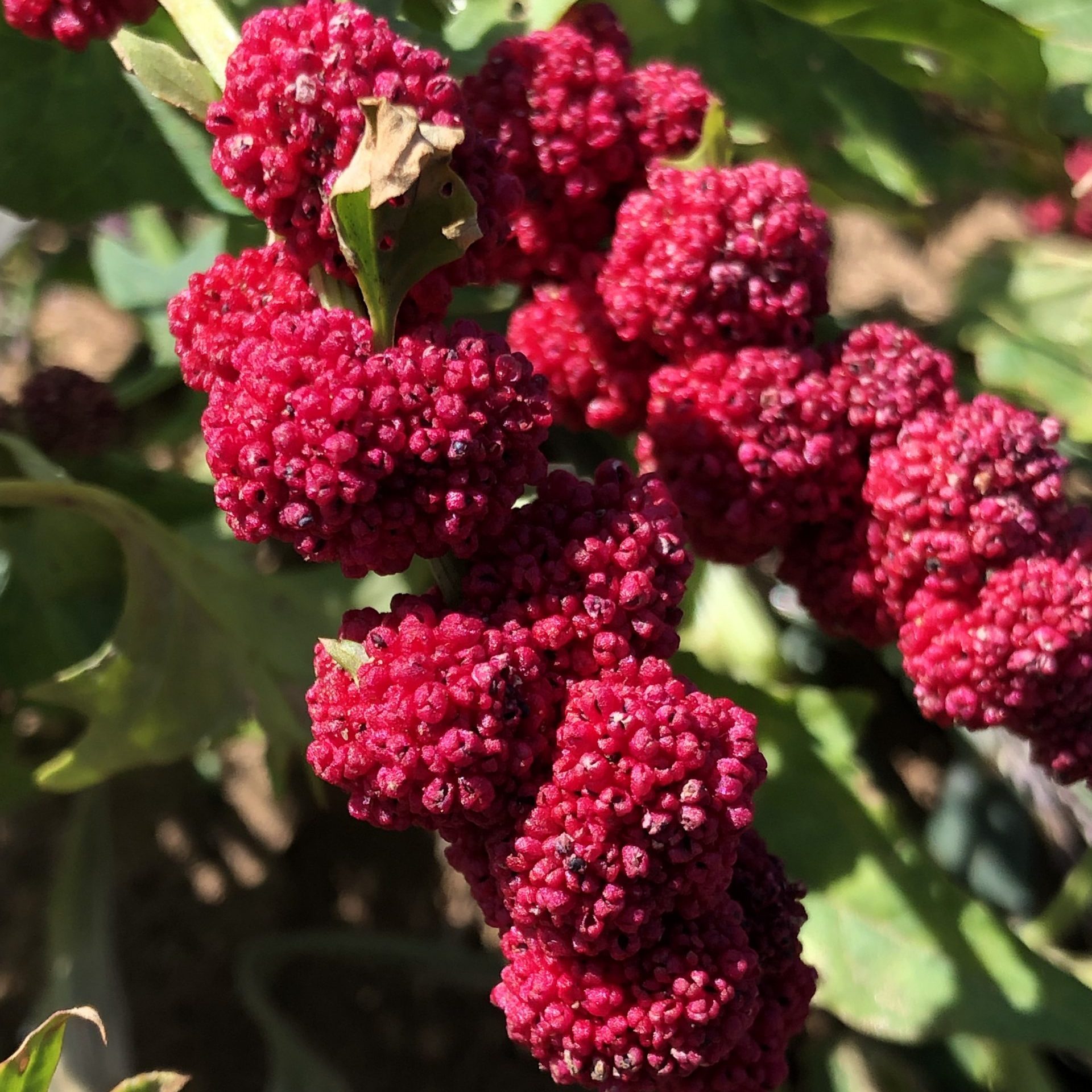 Épinard Fraise - Bio - Jardins de l'écoumène