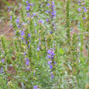 Nigelle Cumin noir - Bio - Jardins de l'écoumène