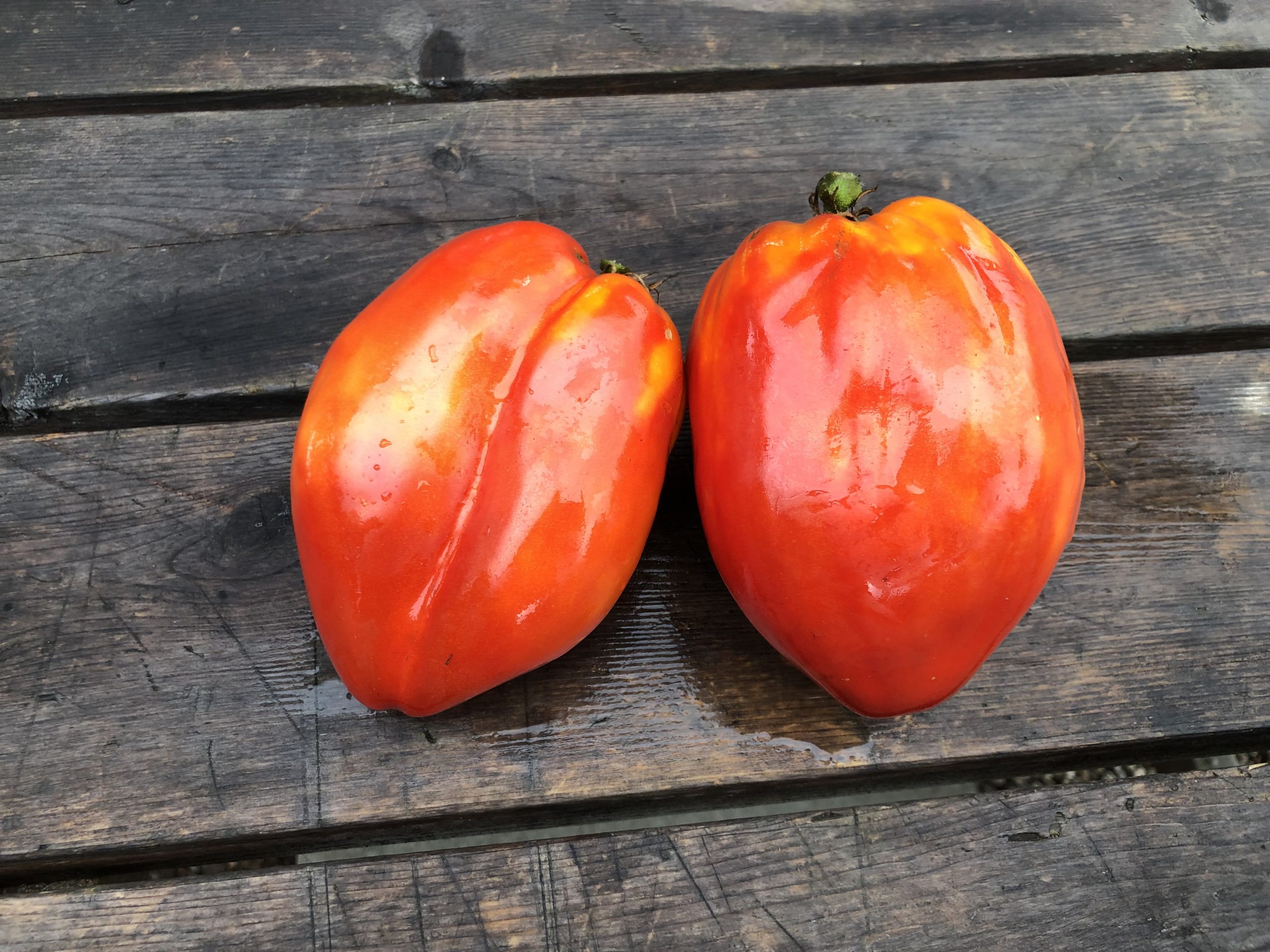 Graines bio de Tomate Coeur de Boeuf Orange