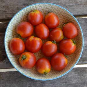Tomate Glacier - Bio