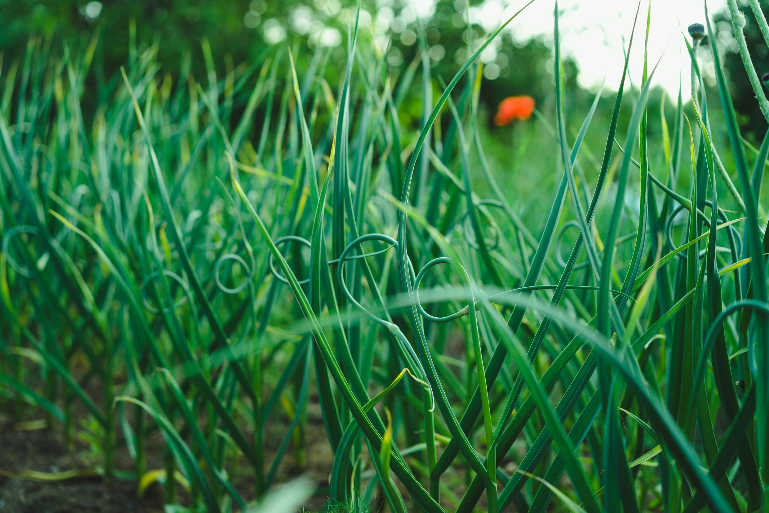 Ail Music petit calibre - Bio - Jardins de l'écoumène