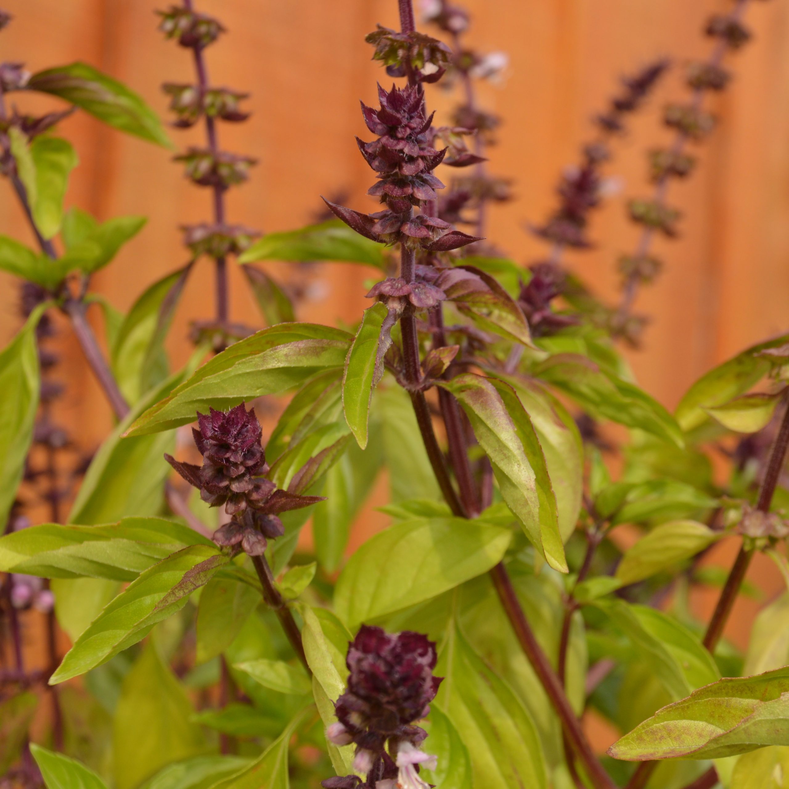 Basilic Thaï - Bio - Jardins de l'écoumène