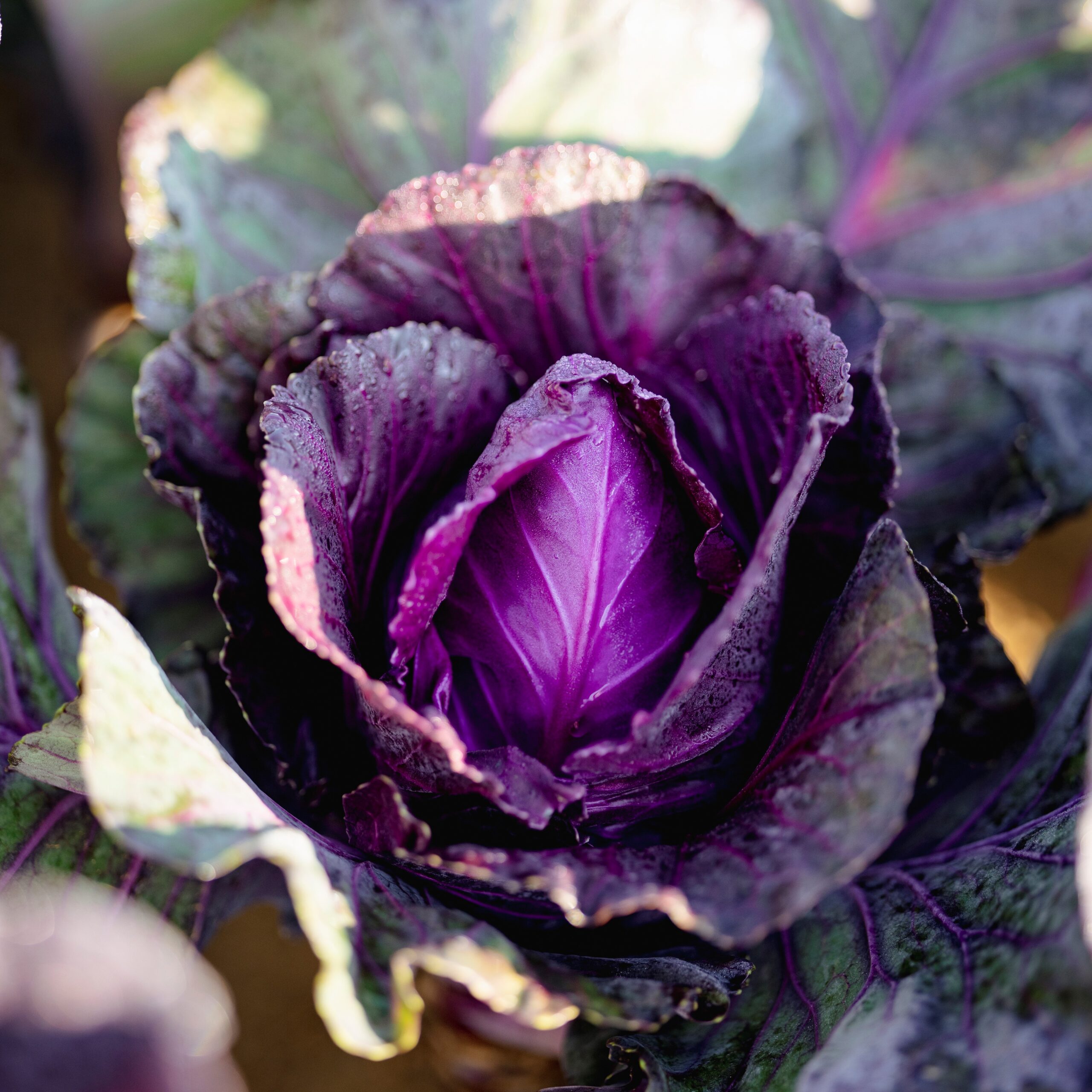 Chou Red Kalibos - Bio - Jardins de l'écoumène