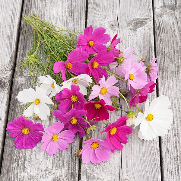 Cosmos Sensation - Bio - Jardins de l'écoumène