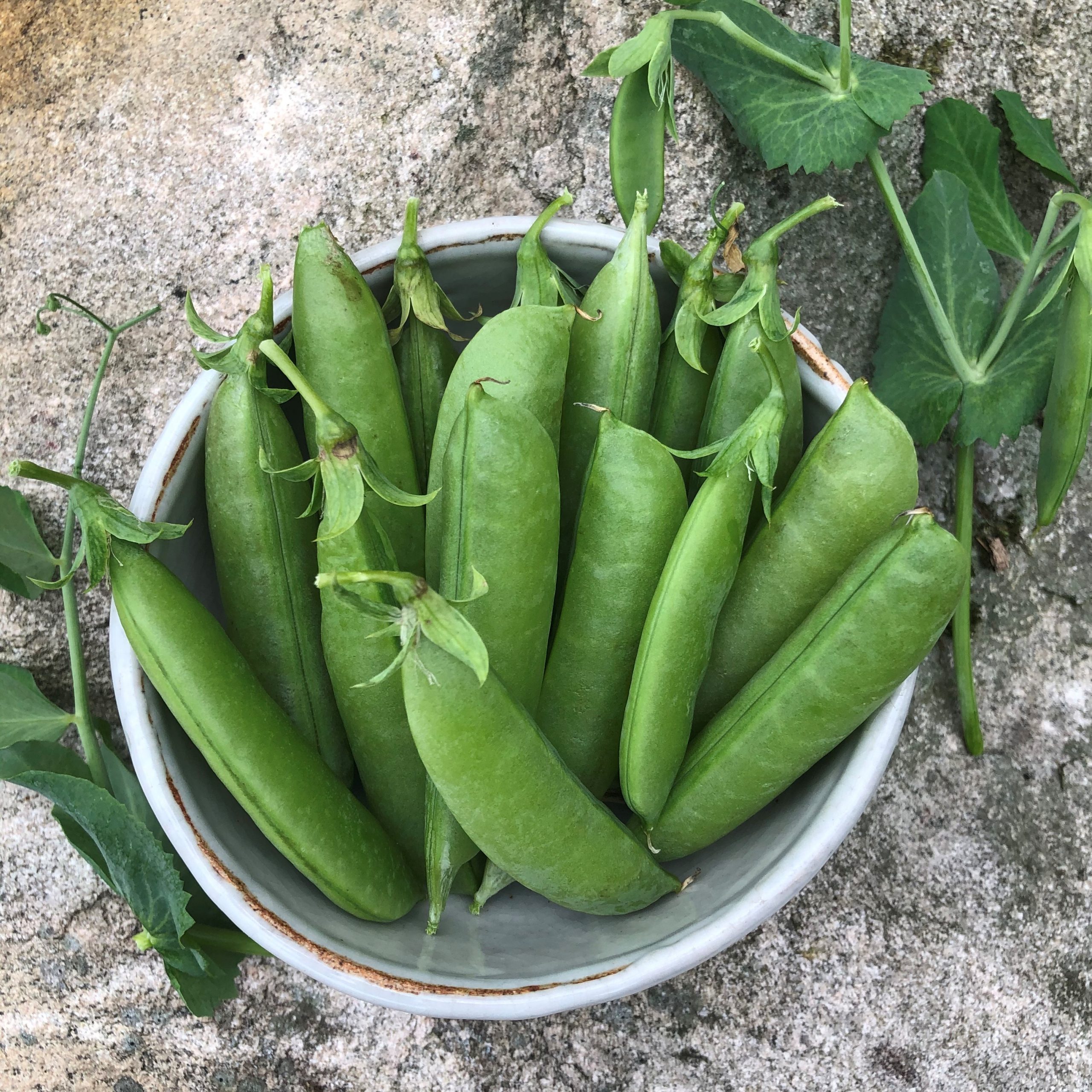 Pois Sugar Snap - Bio - Jardins de l'écoumène